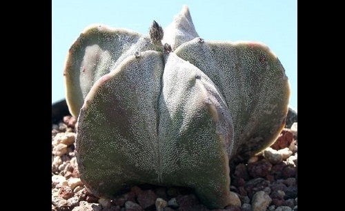 Astophytum Myriostigma Seeds (Bishop's Cap Cactus) - Click Image to Close